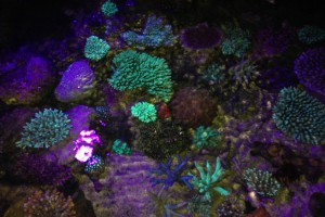 Fluoro Corals