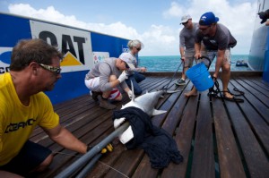 Ocearch