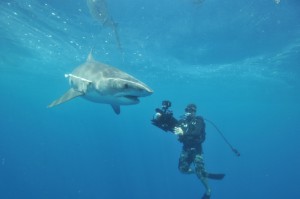 Tiger Sharks