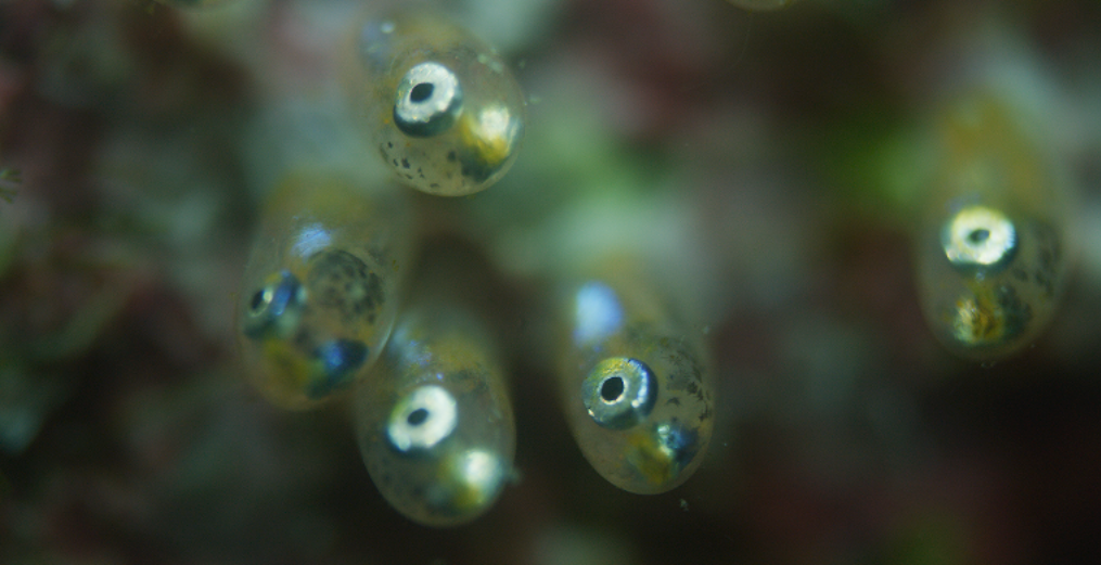 clownfish eggs day 1